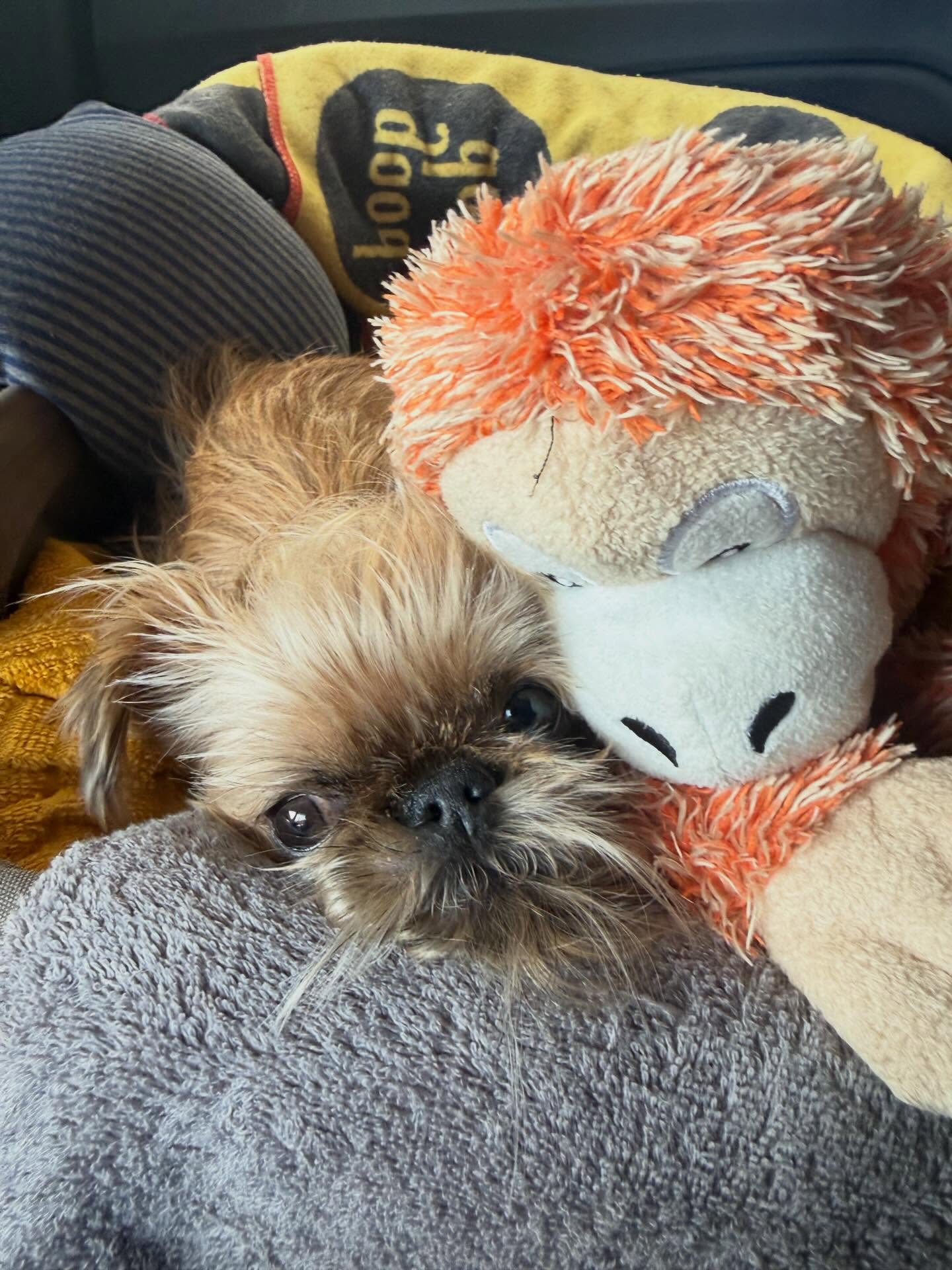 cubstar（カブスター）